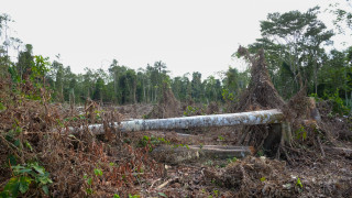 Рязко увеличение на обезлесяването в Амазонската джунгла в Бразилия
