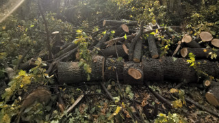 Установиха незаконна сеч във вековна гора в столичния кв. "Малинова долина"