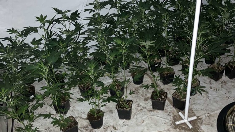 Зад решетките остава мъж, отглеждал 331 растения марихуана по искане