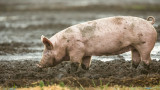  Домашните свине - какъв брой дълго живеят, за какво обичат калта и още забавни обстоятелства за тях 