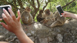 Маймуните в Гибралтар започнаха да ядат пръст заради вредната човешка храна