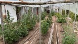  Полицията разкри наркооранжерия край Стара Загора 