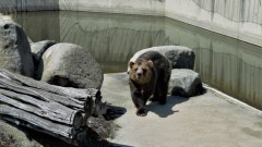  Зоопаркът в София с вход свободен за 3 март