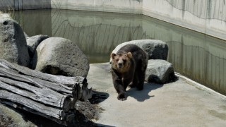 По повод 3 март достъпът до Зоологическа градина София