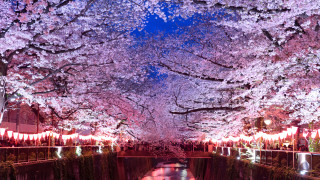 Една от най емблематичните пролетни атракции в Япония е цъфтежът на