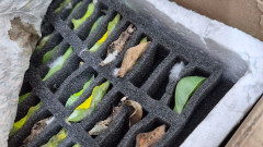 Задържаха 530 какавиди на екзотични пеперуди на "Капитан Андреево"