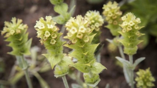 Ежегодната заповед на министъра на околната среда и водите за