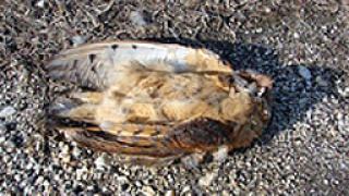 Отровни семена убиха десетки птици