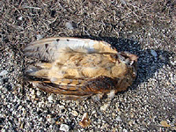 Отровни семена убиха десетки птици