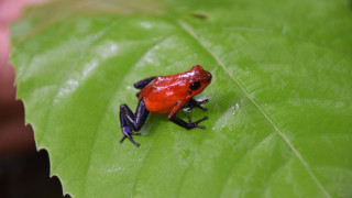 Жена е обвинена в трафик на диви животни след като