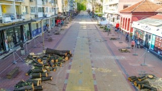 В Добрич недоволстват заради изсичането на липи в центъра