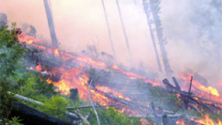 100 дка смесена гора изгоряха край Бобов дол
