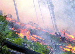 Няма засегнати защитени територии след пожарите край Бургас 