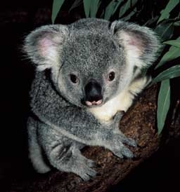 Австралия уби стотици коали 