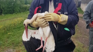Спасиха щъркел, оплетен в проводници на електрически стълб