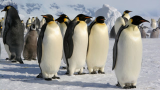 Императорският пингвин на Антарктида е изложен на риск от изчезване