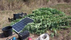 ГДБОП задържа наркодилъри, отглеждали 300 конопени растения в Казанлък