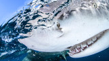 Our Planet II - как тигрови акули са атакували екипа на документалната поредица на Netflix