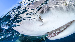 Когато тигрови акули нападнат снимачен екип
