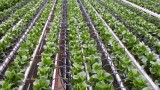 Изкуствените торове поевтиняват в световен мащаб, но един вид поскъпна с 26% за 2 месеца