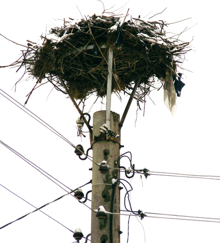 ЧЕЗ монтира над 100 платформи за обезопасяване на щъркелови гнезда