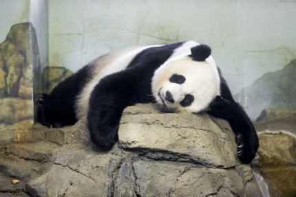 Гигантската панда Мей Сян роди