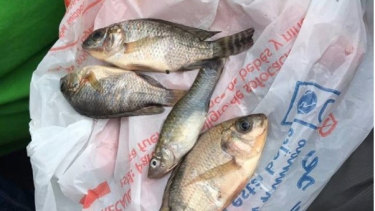 Риба вали в Мексико