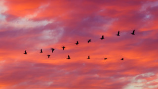 Започват Европейски дни на птиците Честванията на миграцията на прелетните птици