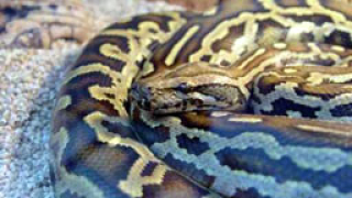 Полицията в германския град Дормщад хвана мъж докато държал змия