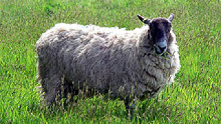 30% от животновъдите от Пазарджишко са пред фалит