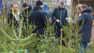 Агенцията по горите проверява какви елхи ни продават за Коледа
