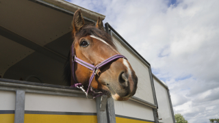 Камион в който са натоварени пет коня е бил задържан
