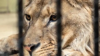 Лъвът Асен който беше спасен от зоопарка в Разград замина
