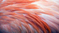Тайната за цвета на фламингото