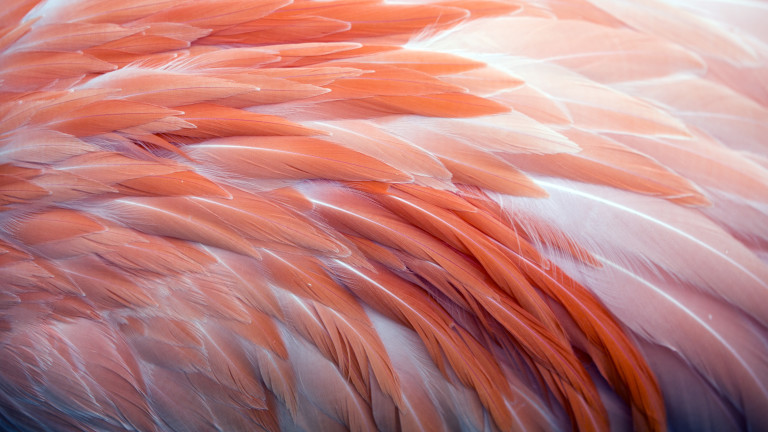 Представителите на вида фламинго са едни от най-красивите и същевременно