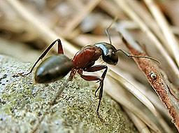 Осъдиха на смърт китаец, направил състояние от продажбата на мравки