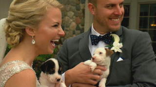 Младоженци накараха гостите да дойдат на сватбата им с кучета (СНИМКИ)