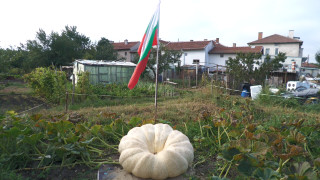 Тиква гигант поникна в Божурище Стопанинът й Добри Брадистилов я отглежда