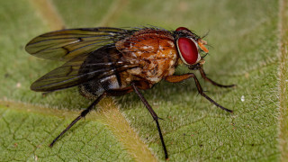 Руската компанията Биолаборатория започна да прави хляб съдържащ ларви на