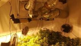 Гранични полицаи от Гоце Делчев търсеха незаконно засяване и отглеждане