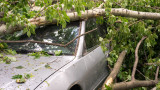  Дърво премаза паркиран автомобил край болница в София 