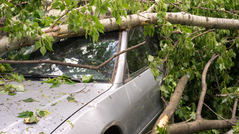 Дърво падна върху кола в центъра на Кюстендил 
