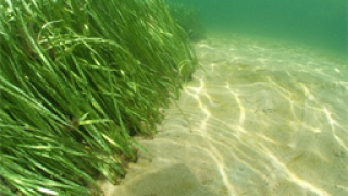 Замърсяването на морската вода - заради цъфтеж на водорасли