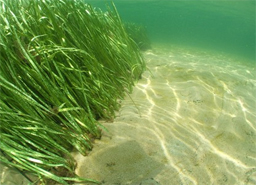 Замърсяването на морската вода - заради цъфтеж на водорасли