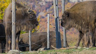 Двата зубъра които вече се присъединиха към зубърското стадо