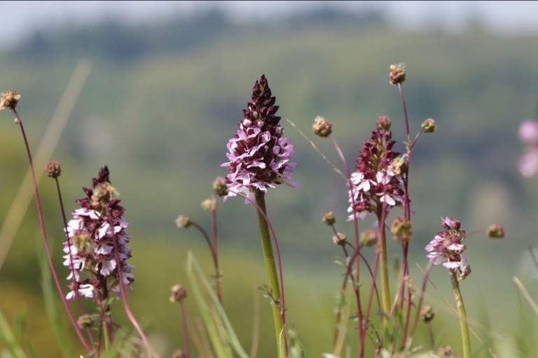 Orchis purpurea