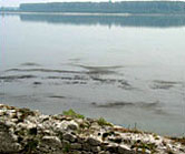 Множество по-малки мазутни петна разпръснати по Дунава