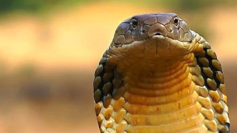 Мъж с разбито сърце се ожени за 3-метрова кобра (Снимки)