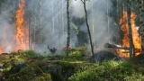 Агенцията по горите стартира информационна кампания срещу горски пожари