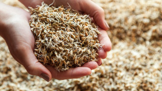 Състоянието на пшеничните посеви в Североизточна България е критично Причината